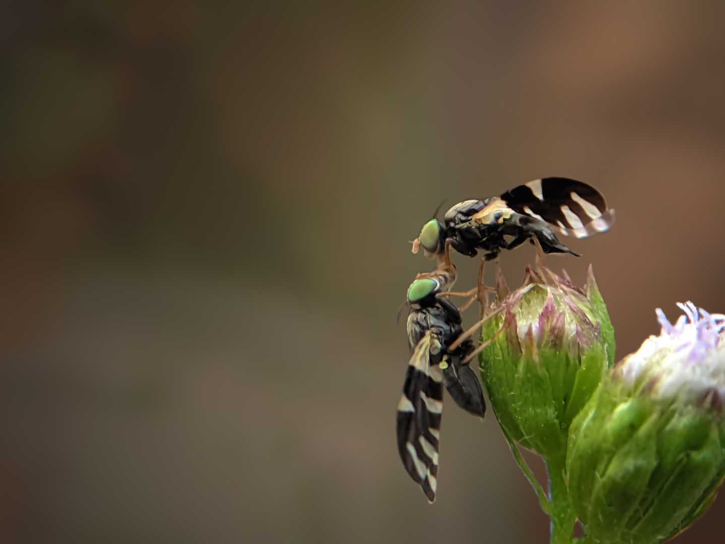 UROPHORA