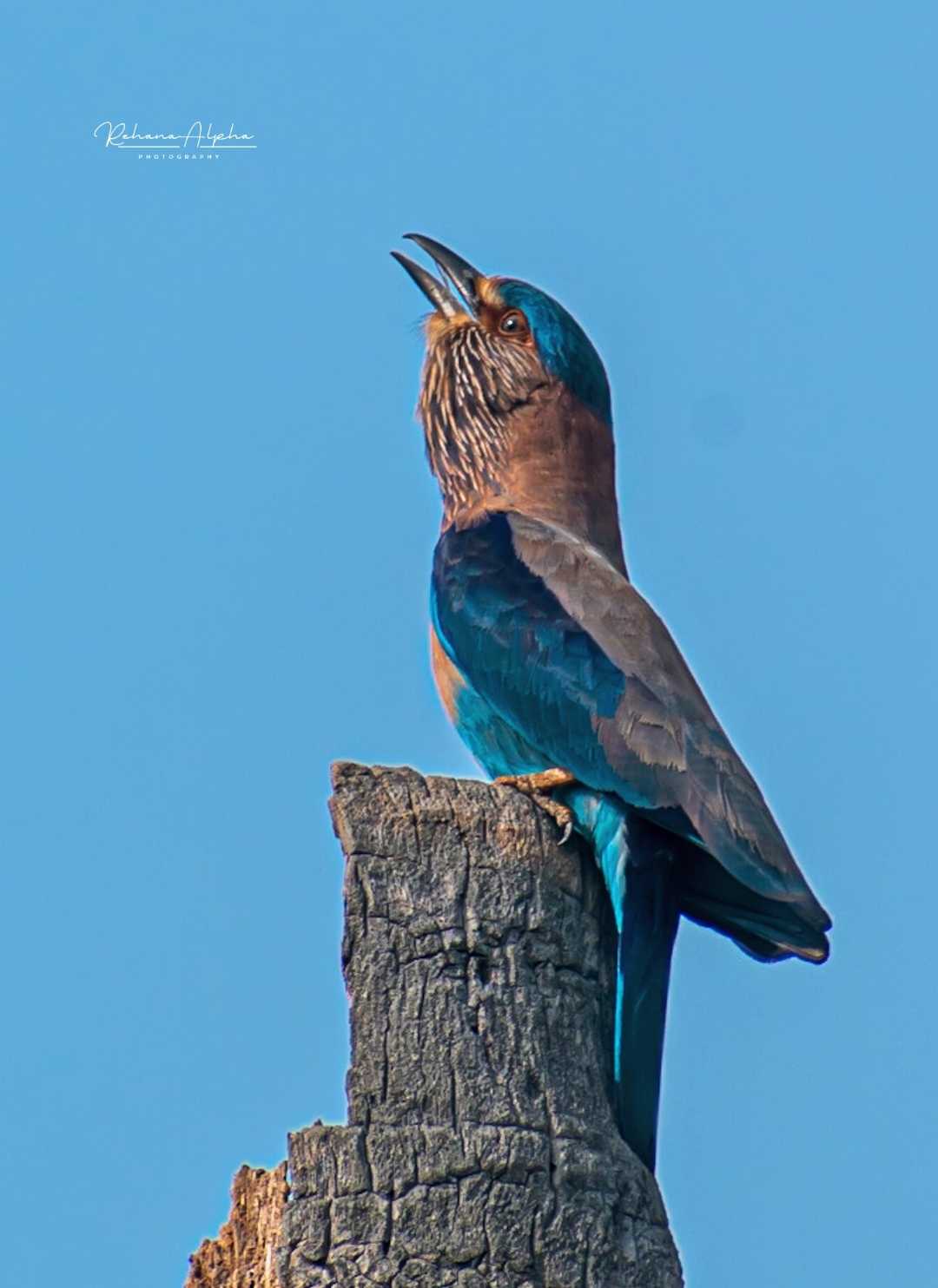  Indian Roller 💙