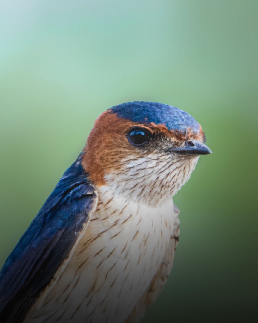 swallow 
