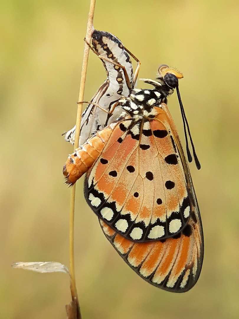 Acraea terpsicore