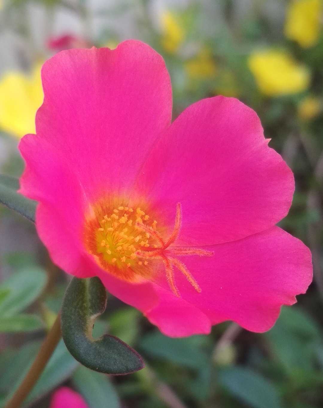 Bunga Krokot atau Portulacacea