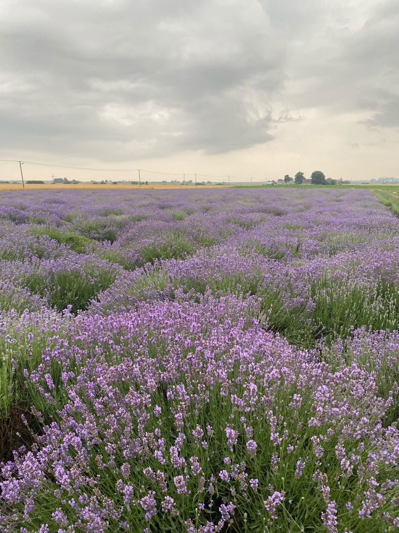 Polish Provence 💜