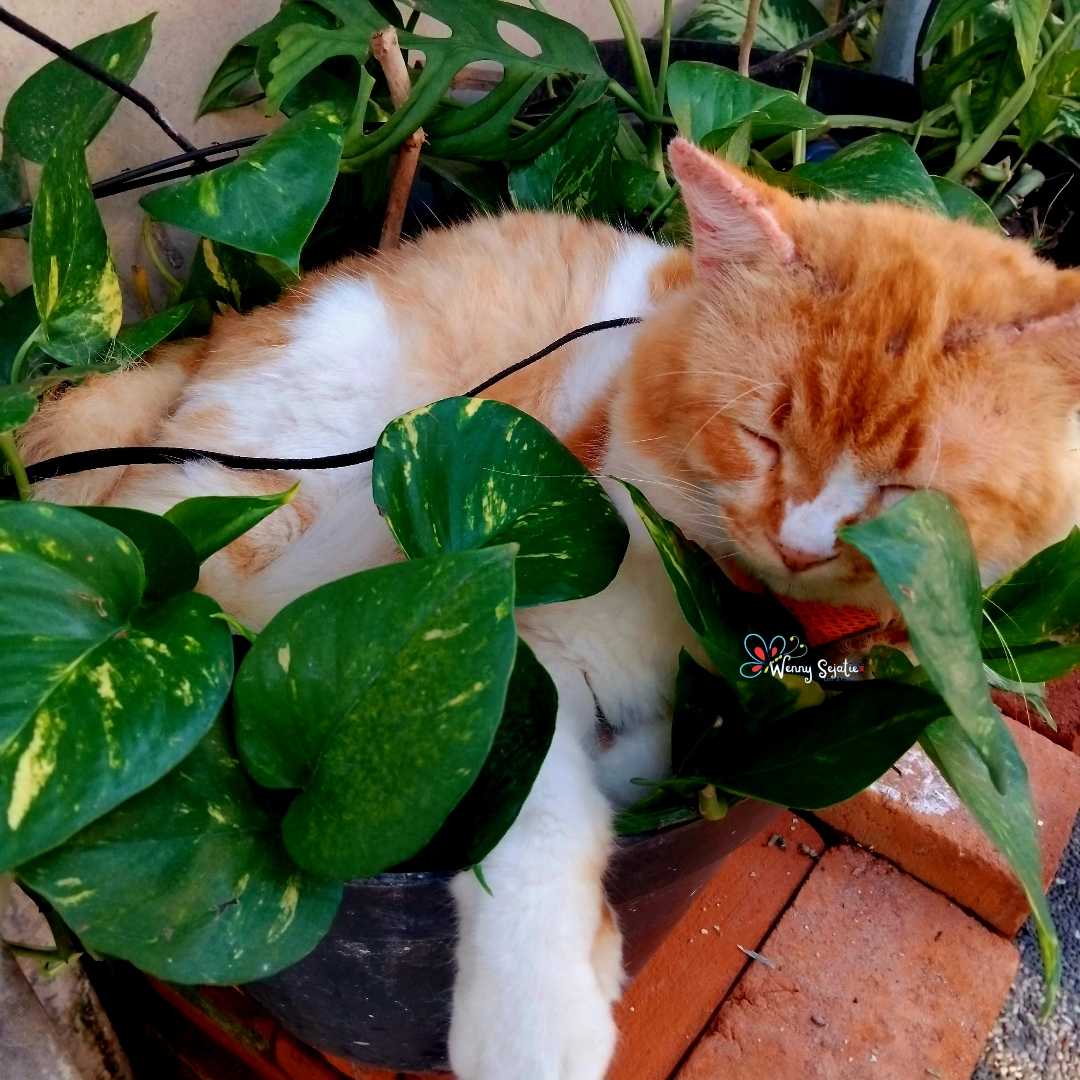 Si orange