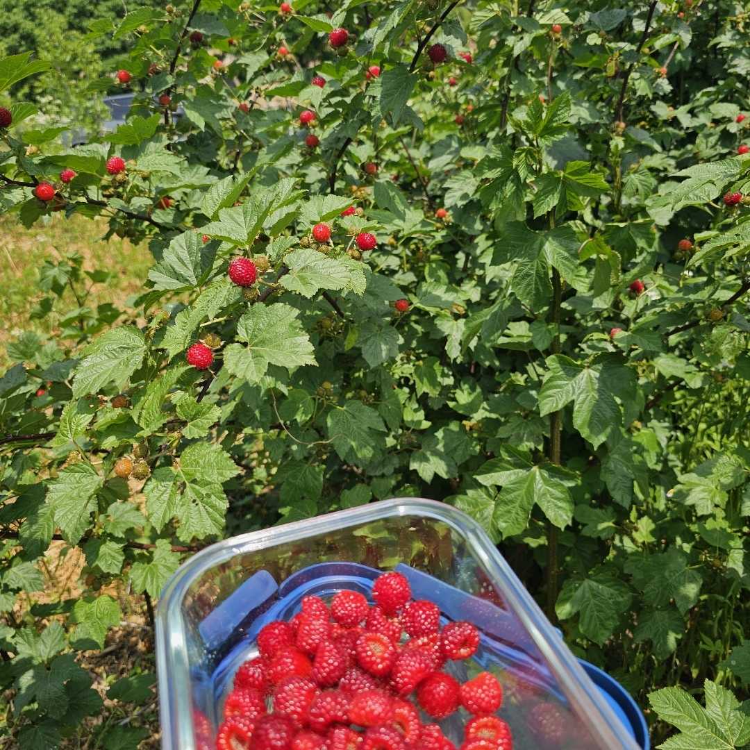 산딸기 따기 Picking wild strawberries