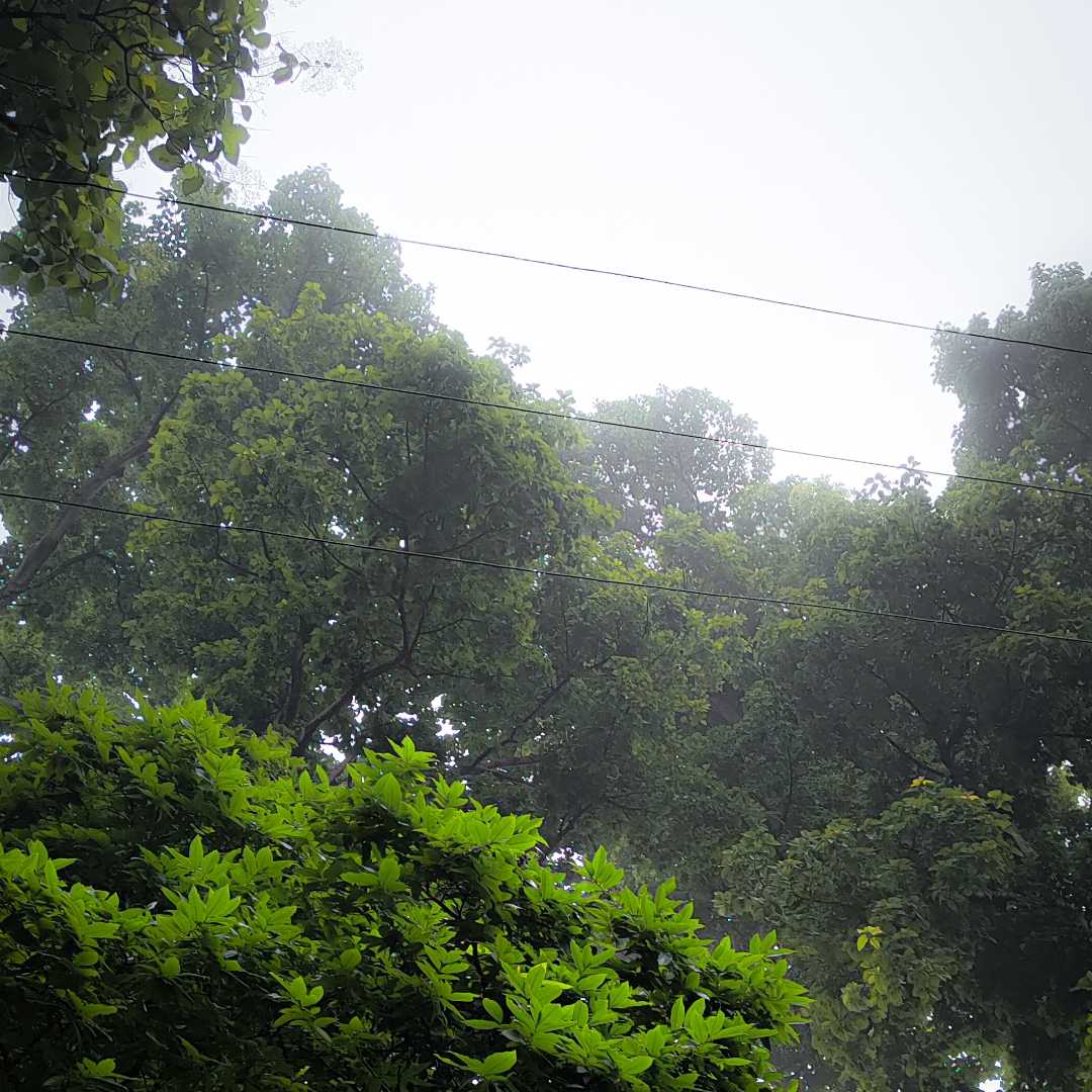 Foggy days 🤍