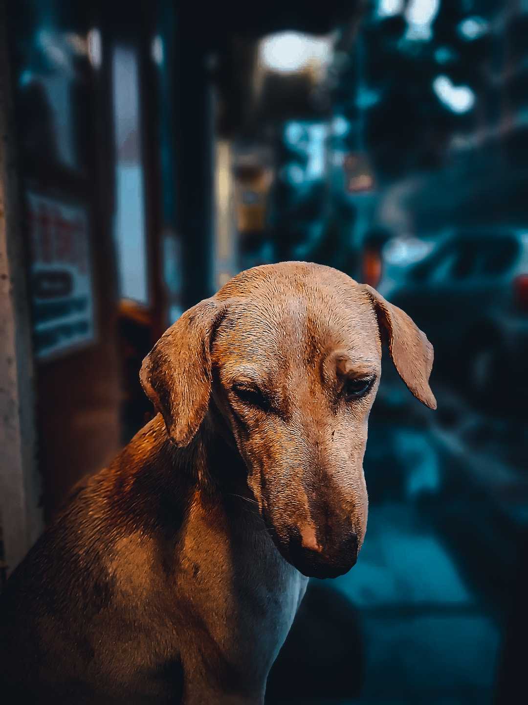 STREET DOG