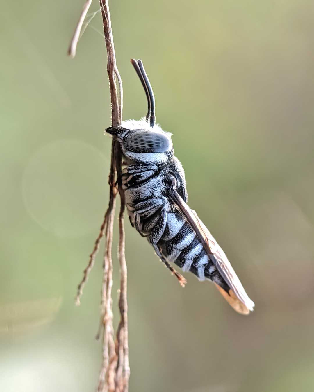 Coelioxys