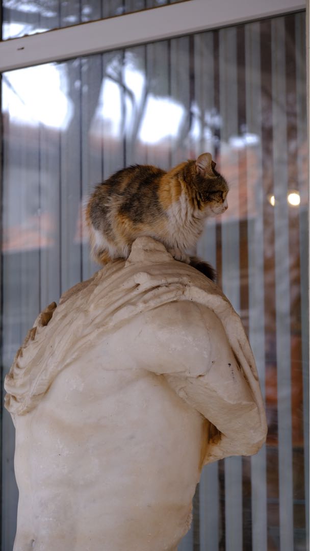 Cat sculpture🤭