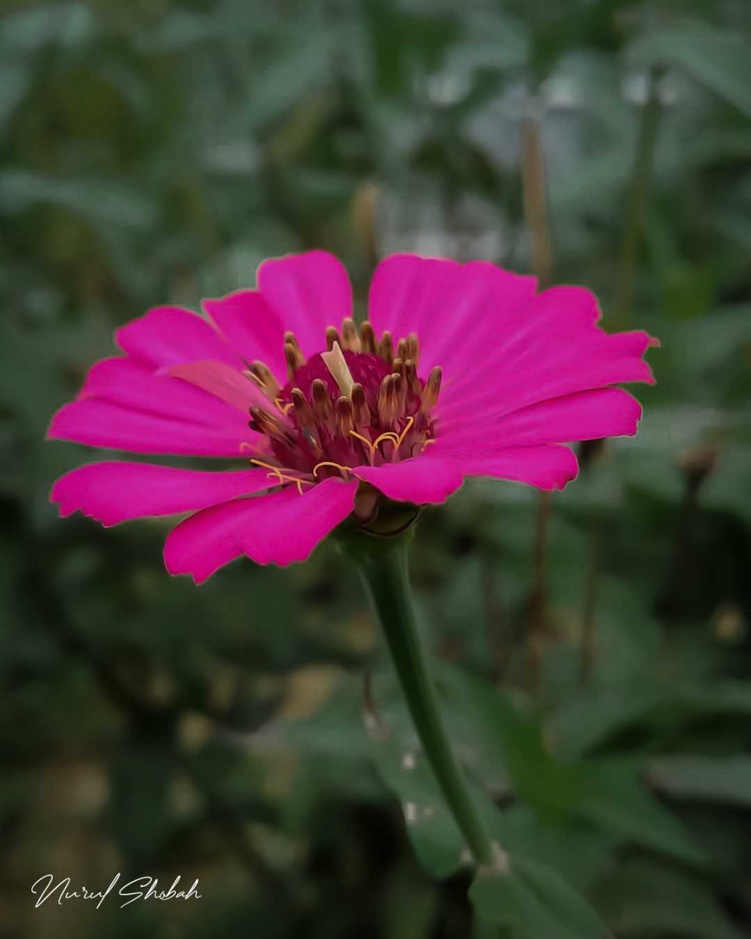 bunga Zinnia