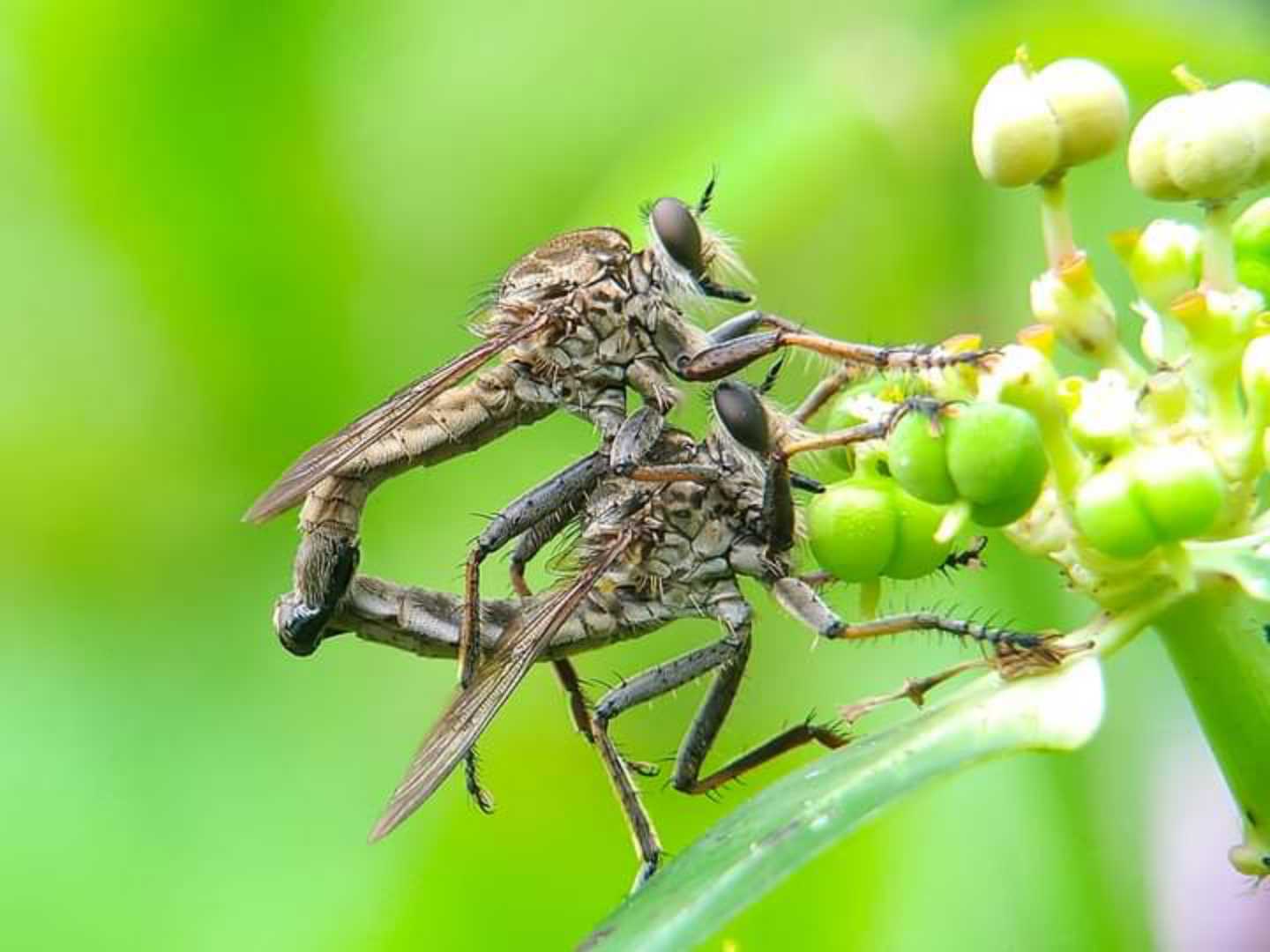 Black Robberfly
