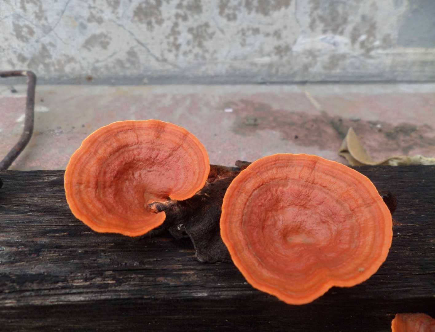 Mushroom