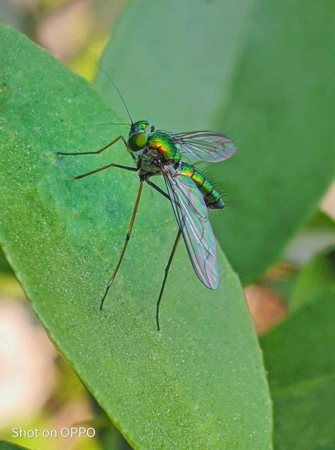 Bee🦟