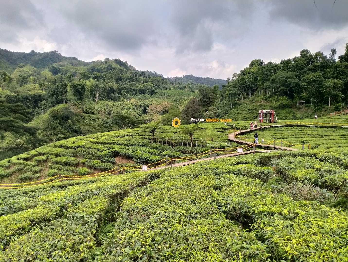Hamparan Kebun Teh