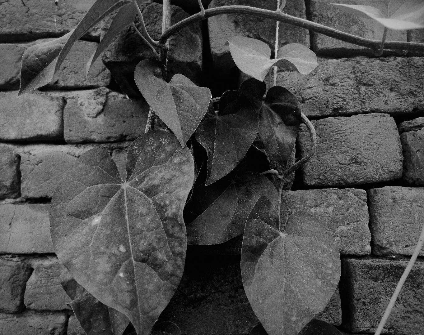 BnW 🍀