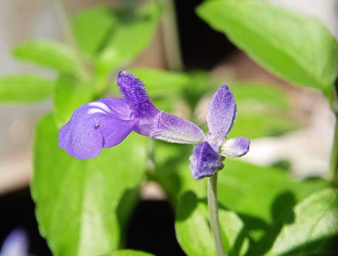 Savia lycioides