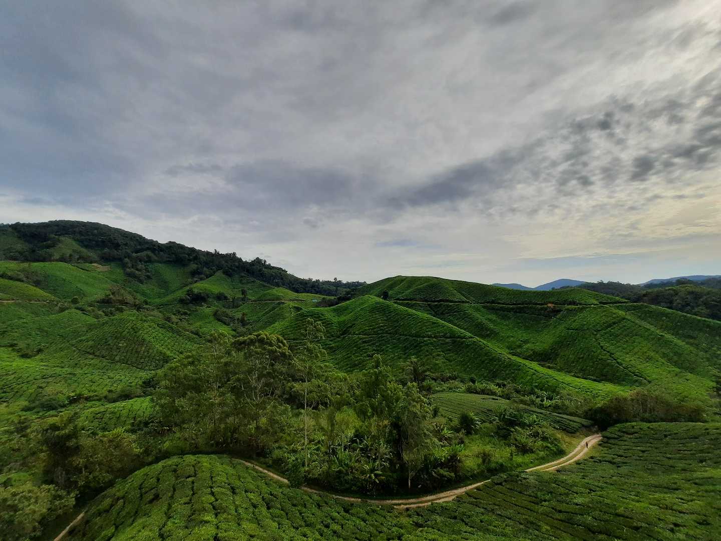 Ladang teh boh Cameron Highland