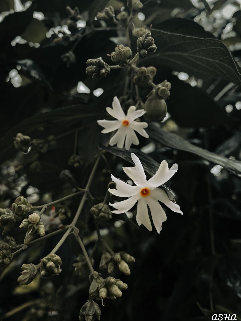 Parijatham flowers🤍