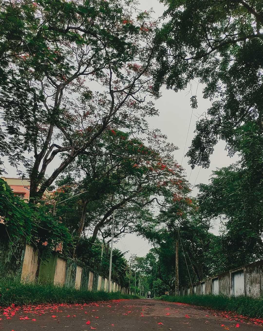 Token from Onset of Monsoon🌻