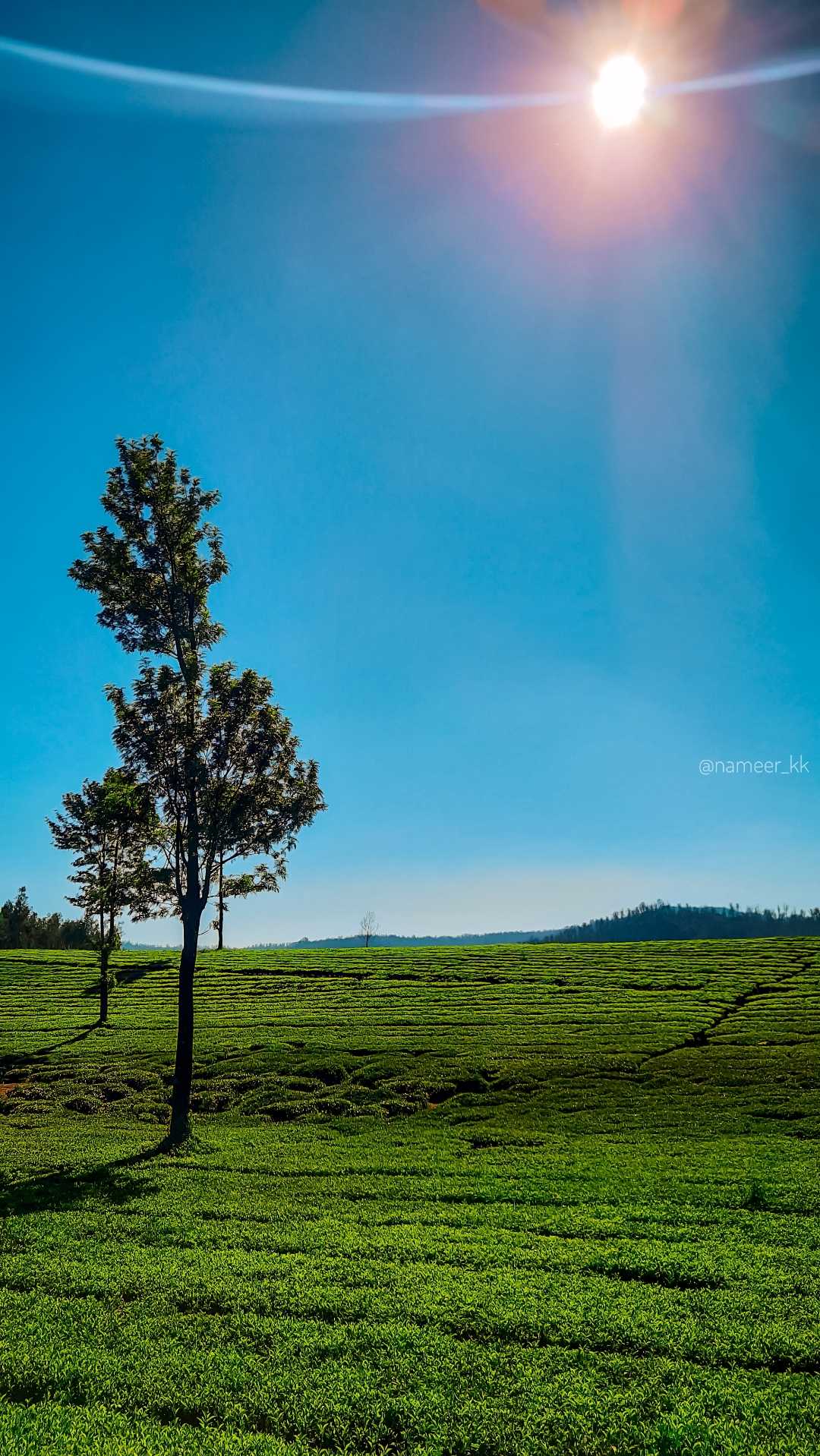 Tea plantation