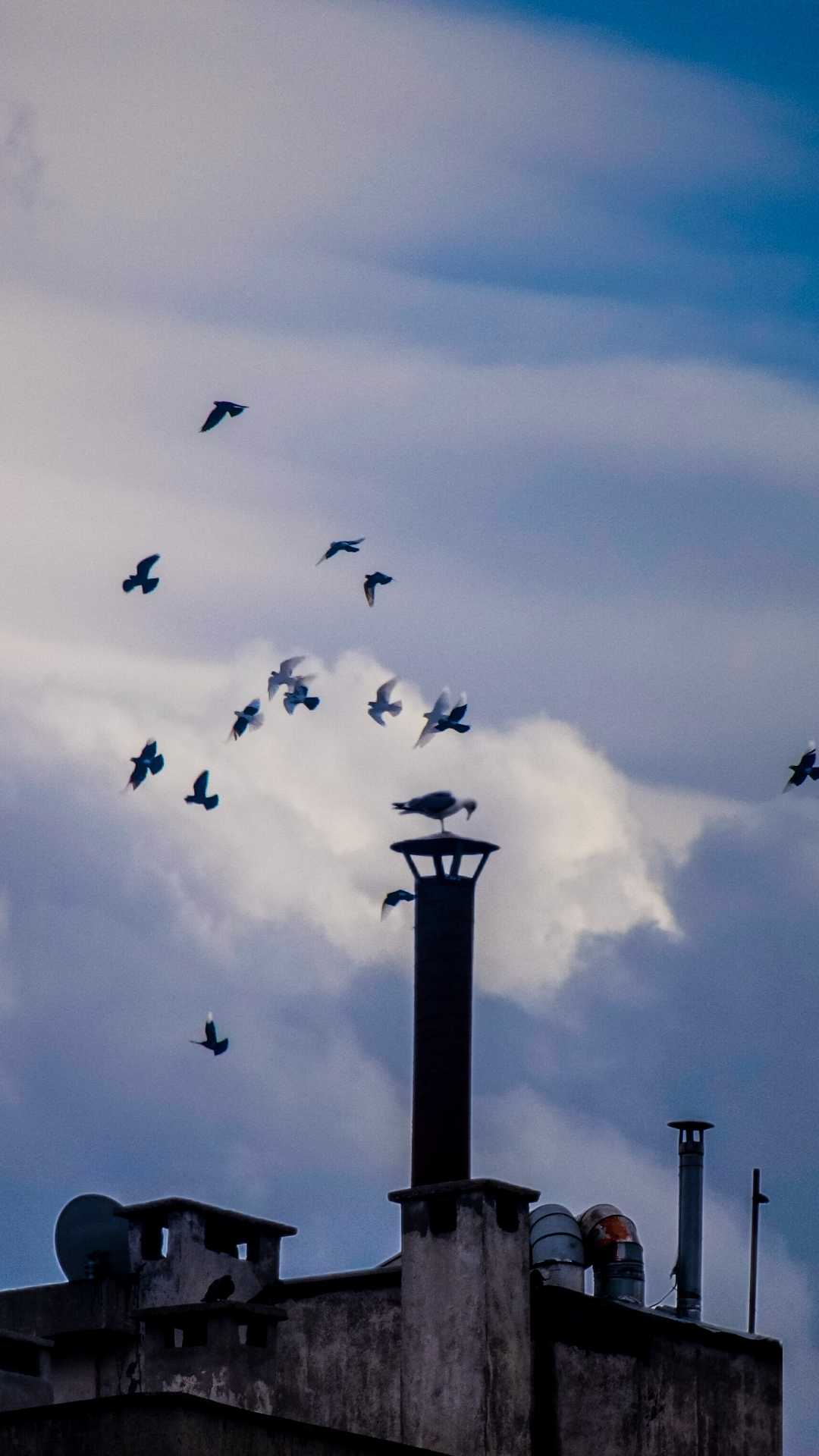 🕊️🪽