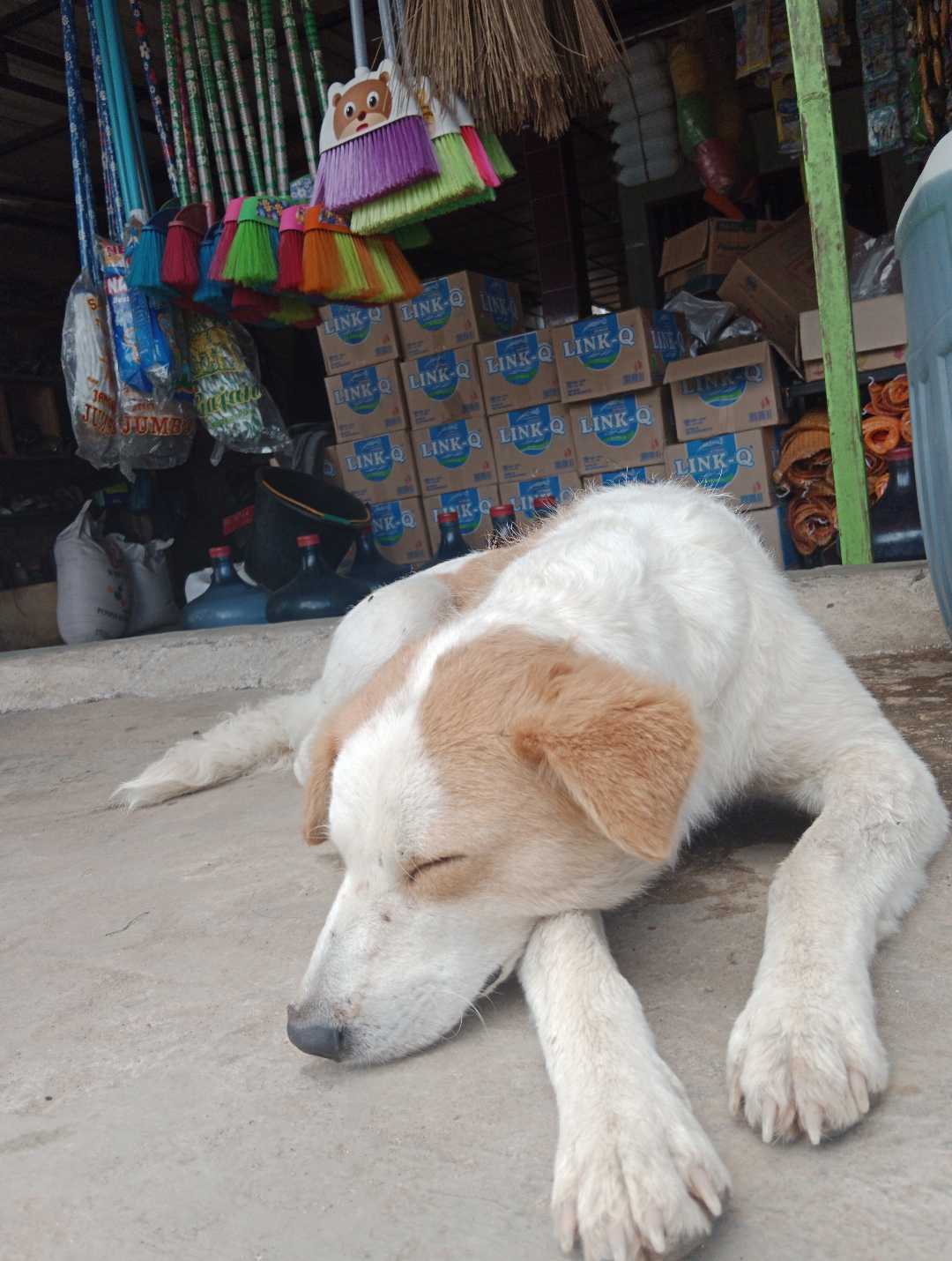 dog