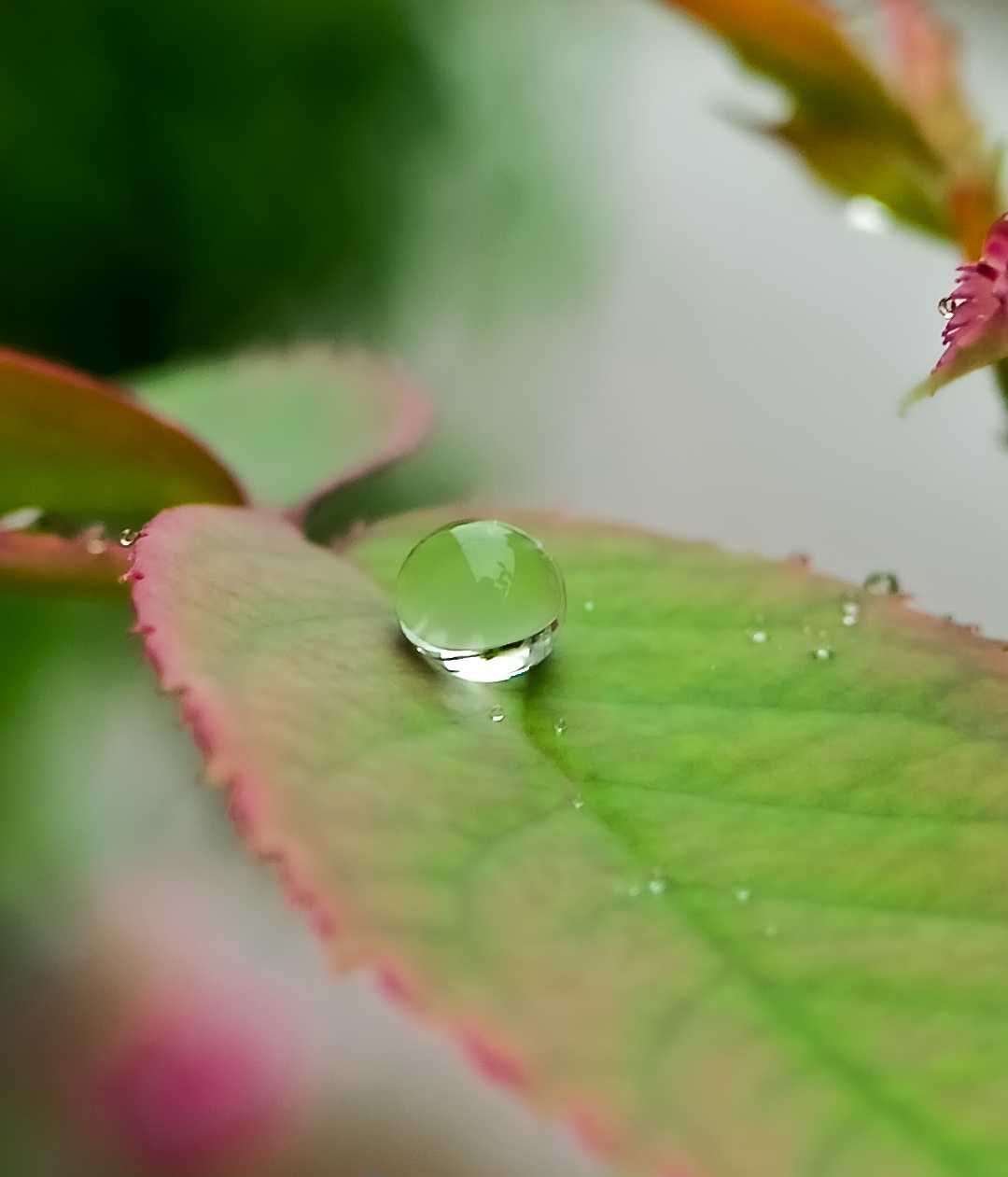 macro photography 