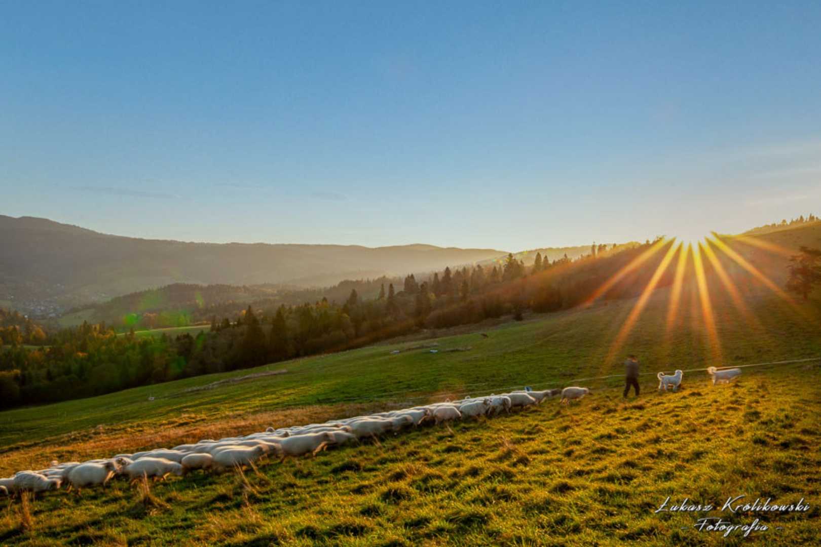 Sielskie klimaty 🌄🐏🐑📸🥰
