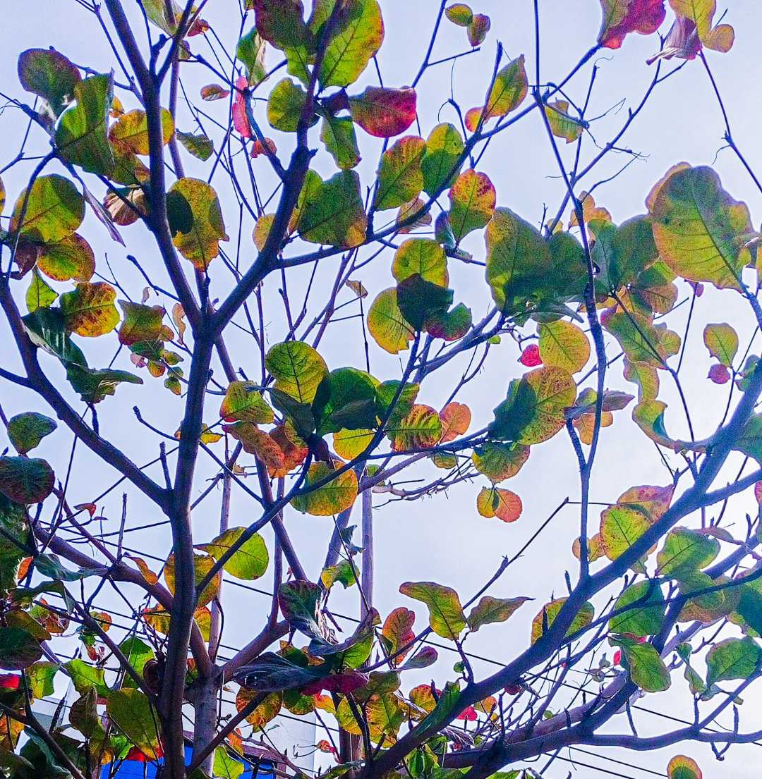 winter morning 🍂🌿