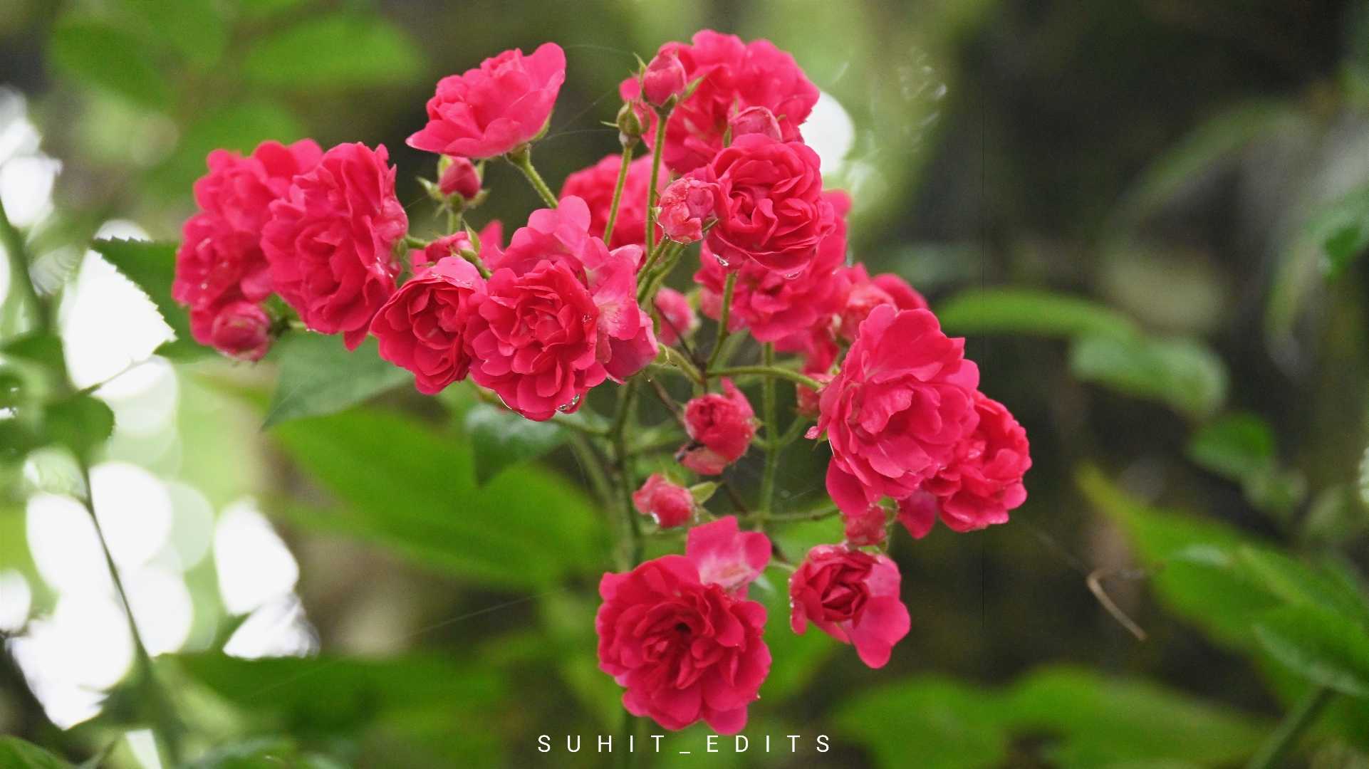 China Rose