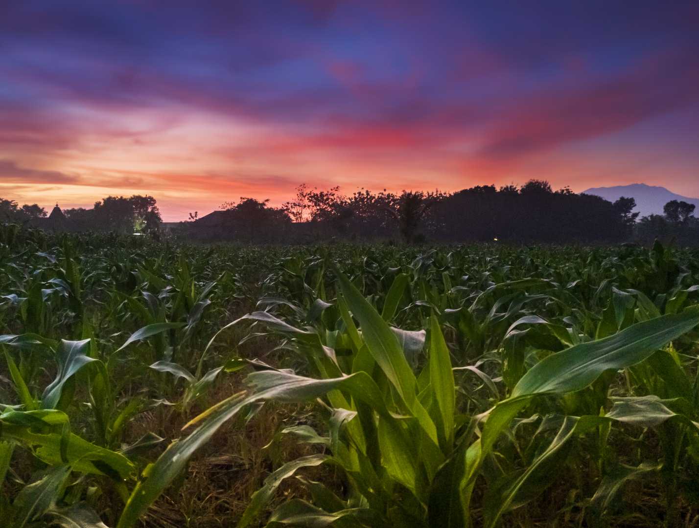 ladang jagung