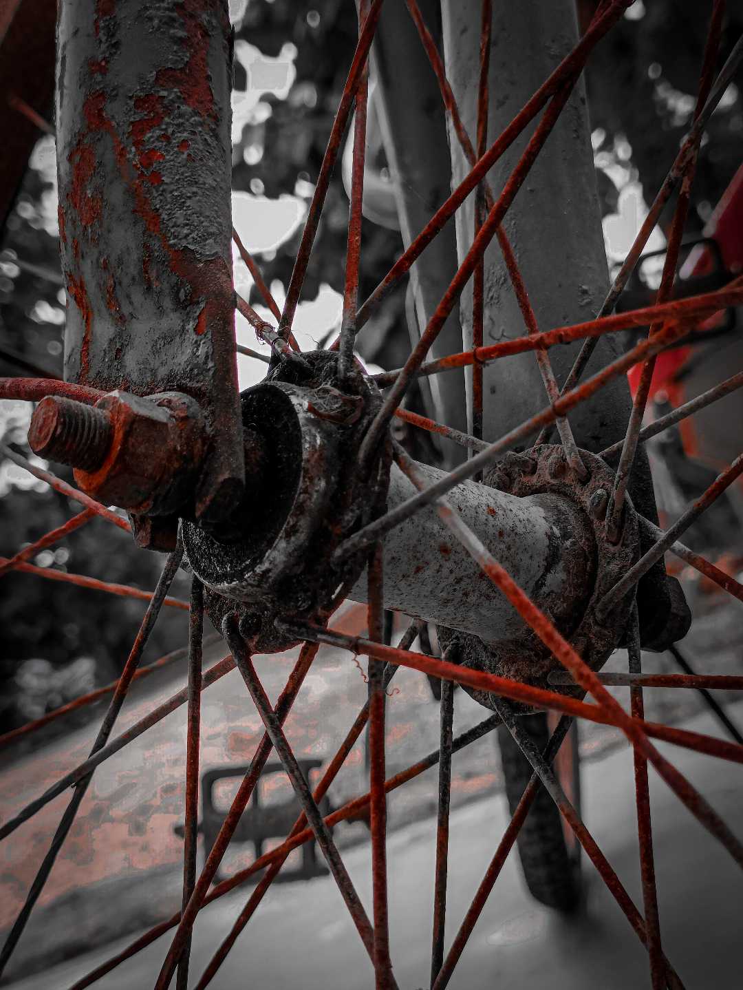 Cycle Ring 