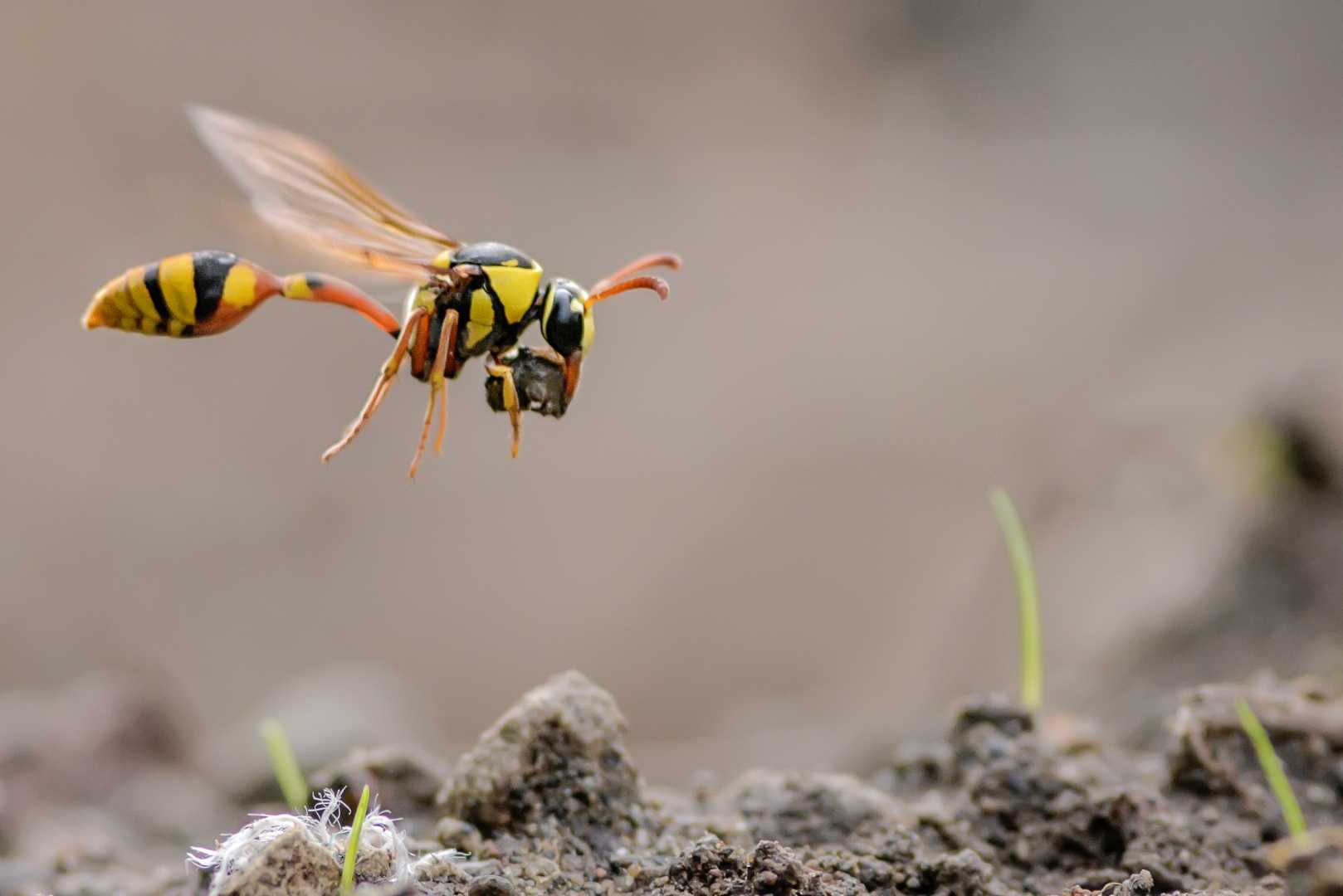 flying yellow potter wasp
