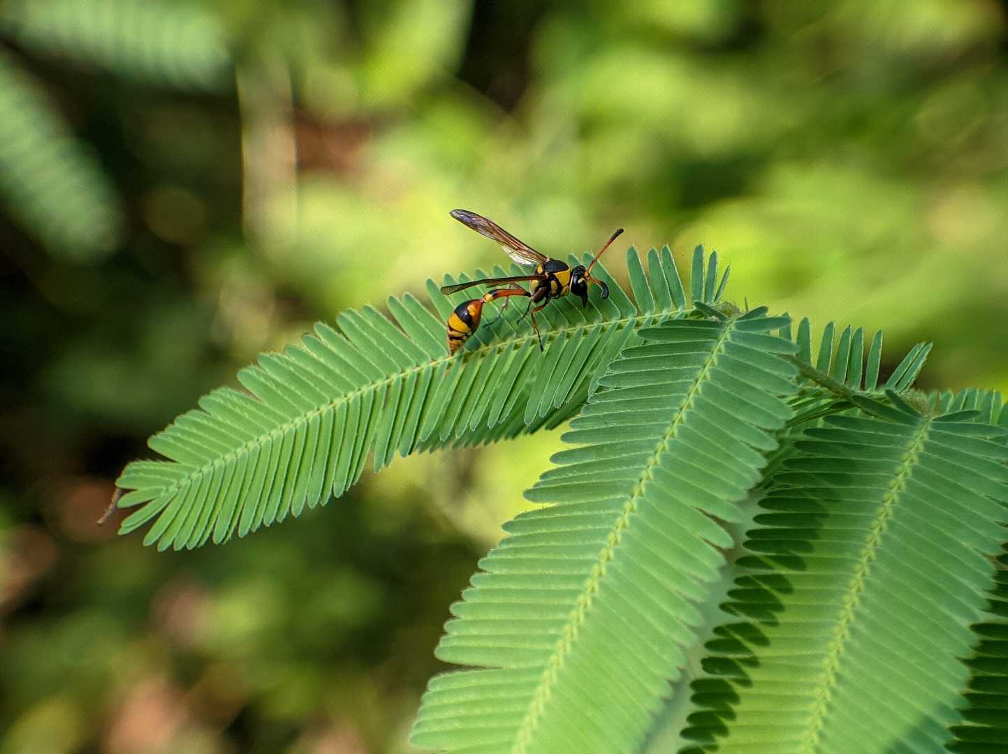 keindahan lebah 