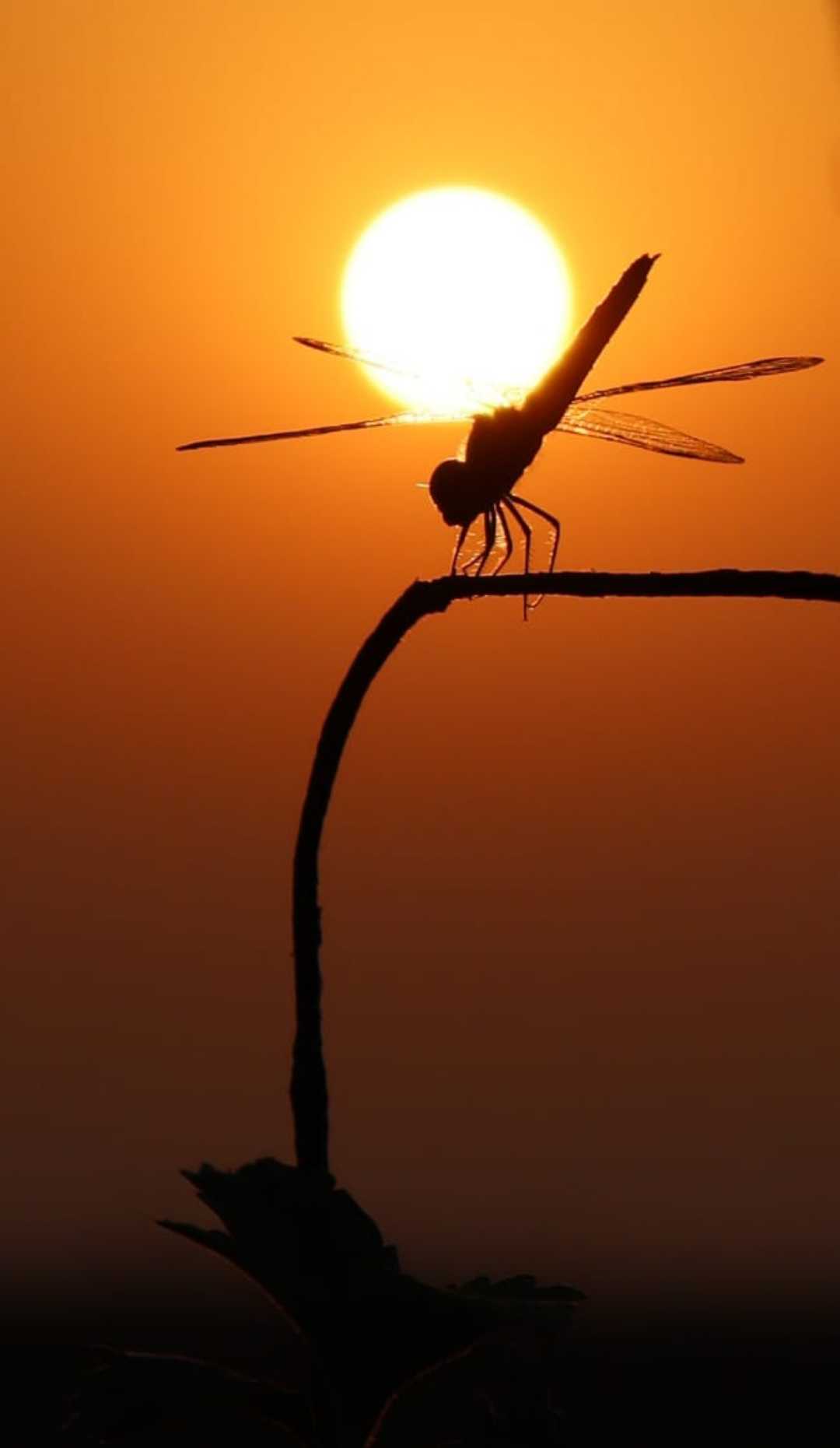 This dragonfly 😍 