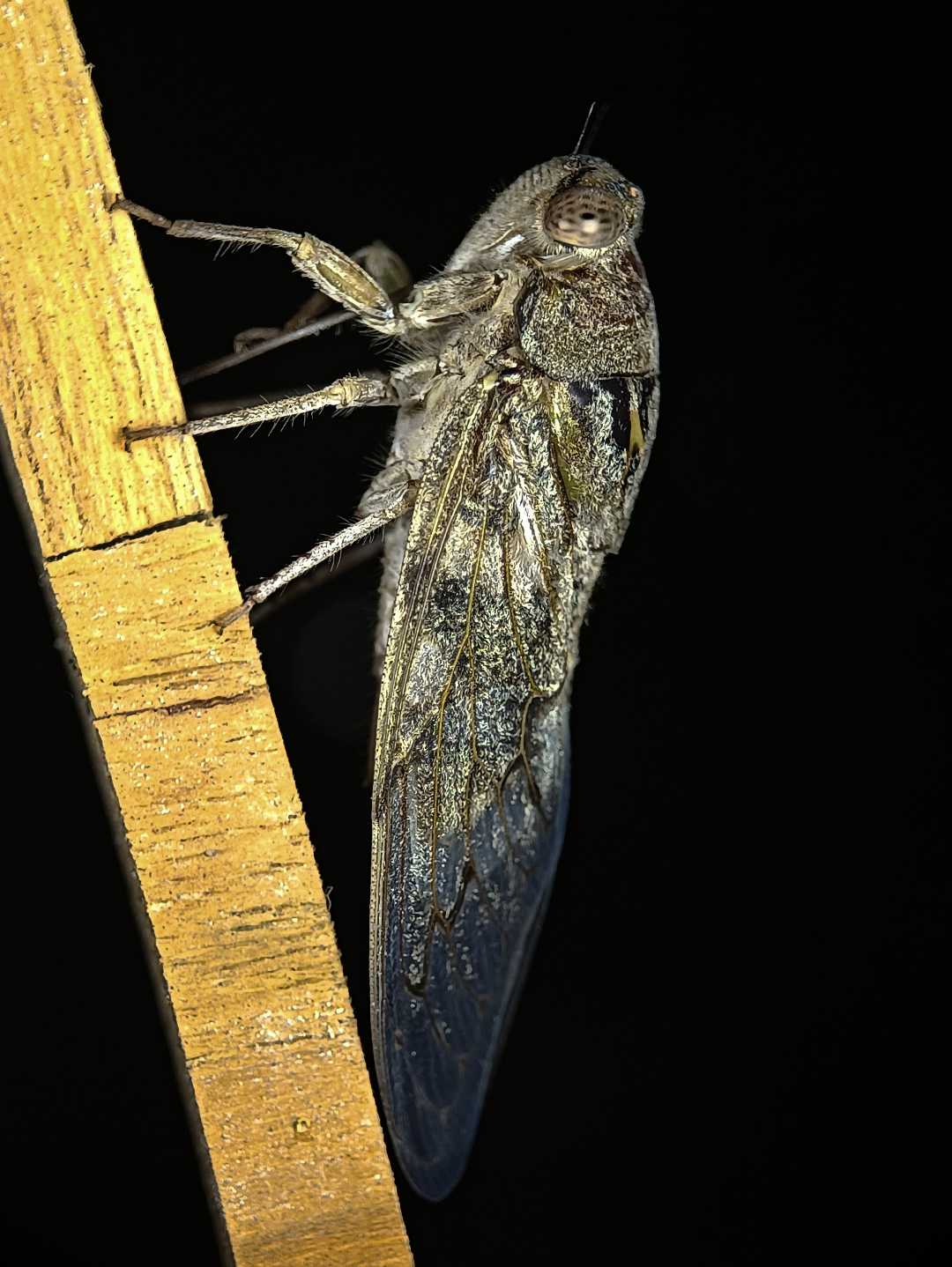 Rare insect for many