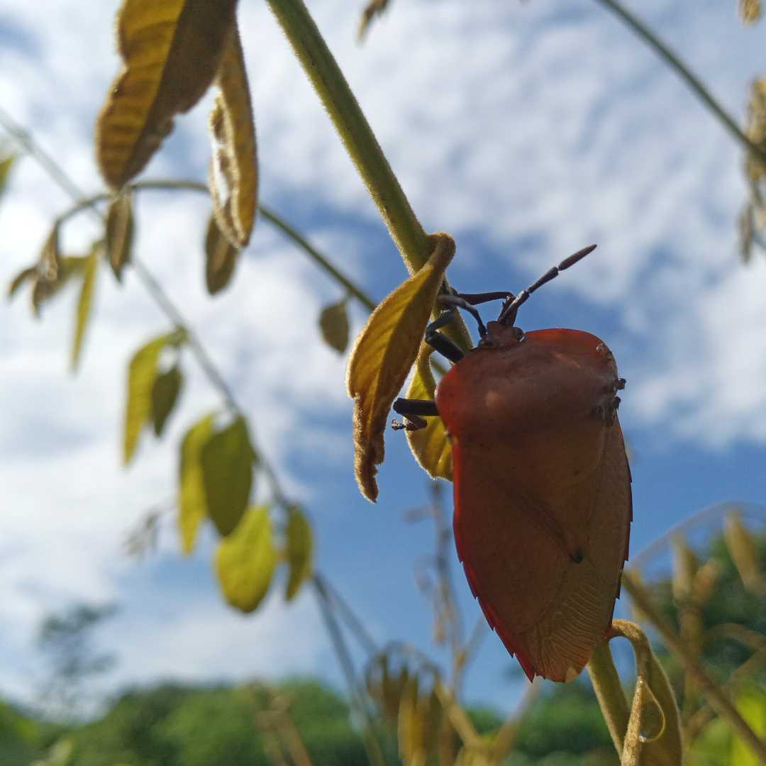 serangga