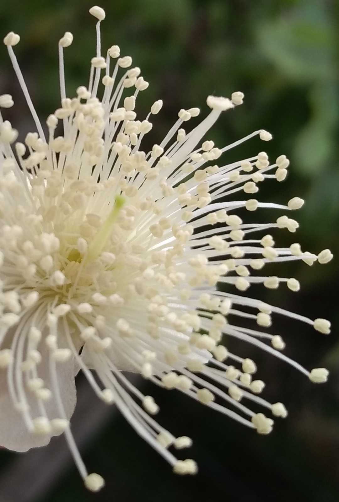 Guava flower