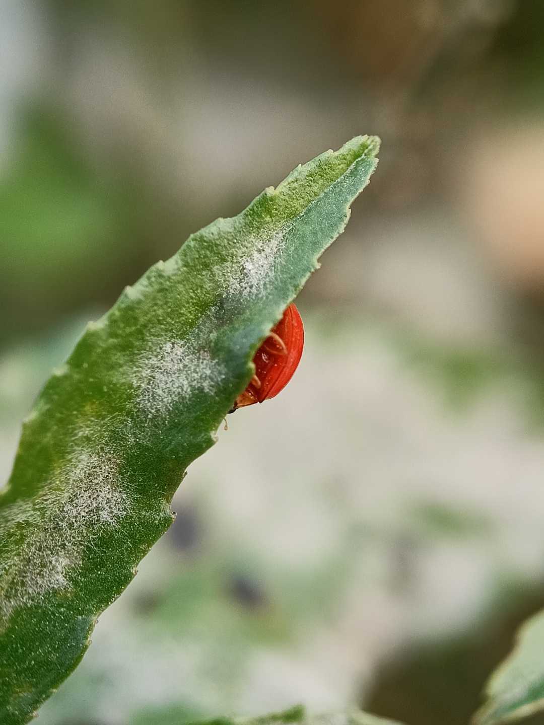 Adalia decempunctata