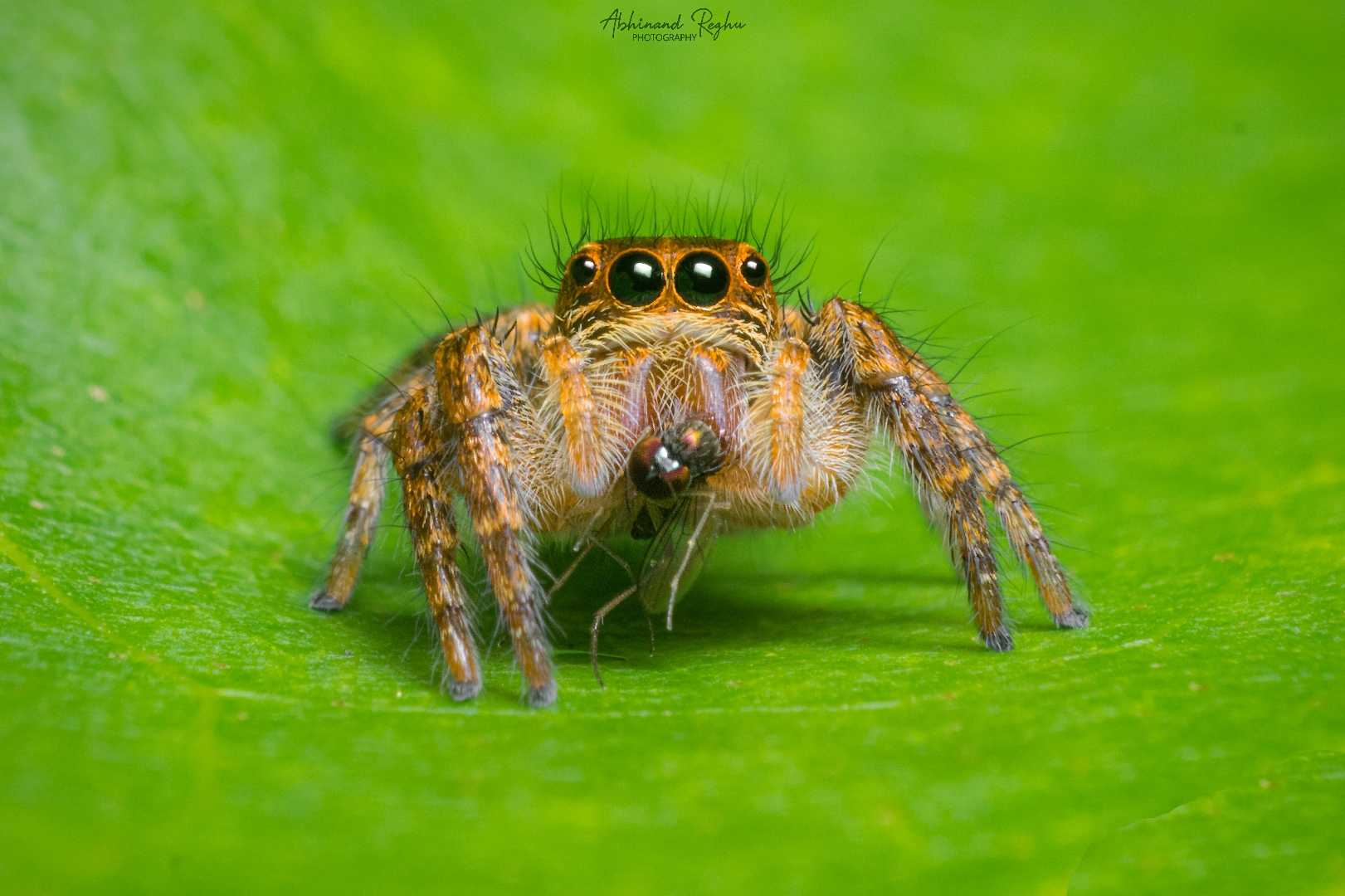 Jumping Spider with a fly kill 