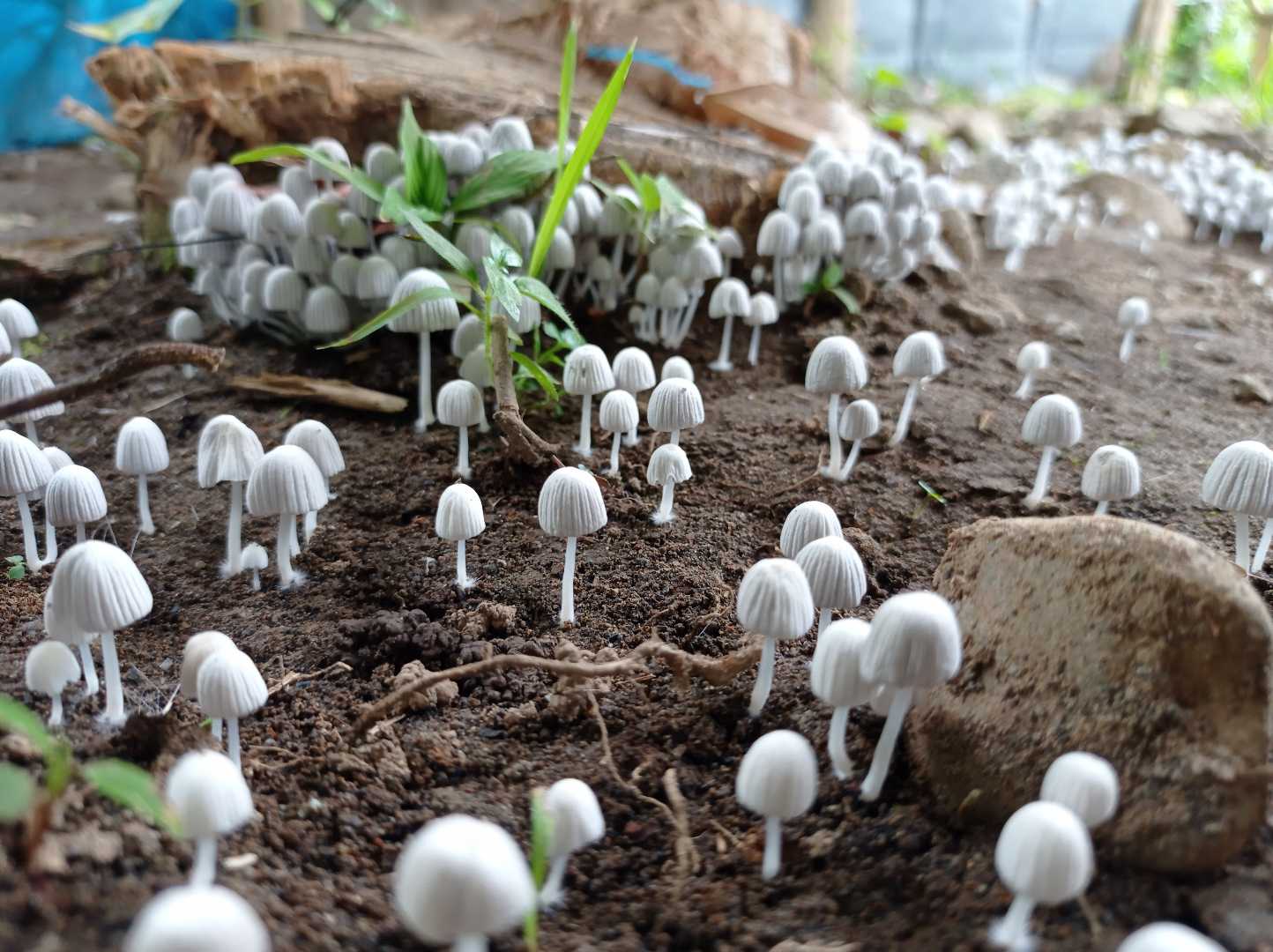 Jamur Kecil🍄