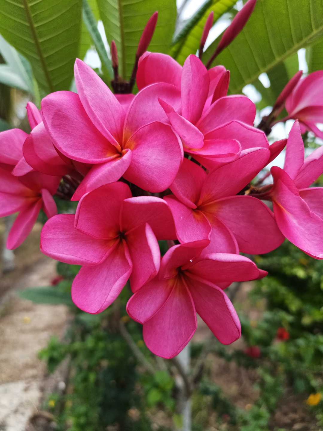 bunga Kamboja