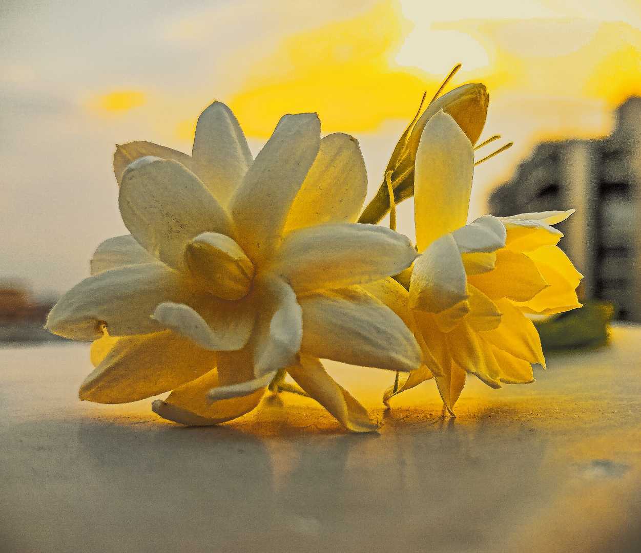 JASMINE ✨