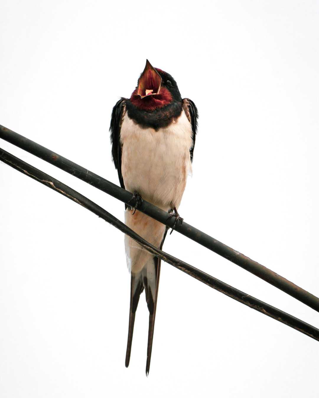 Swallow