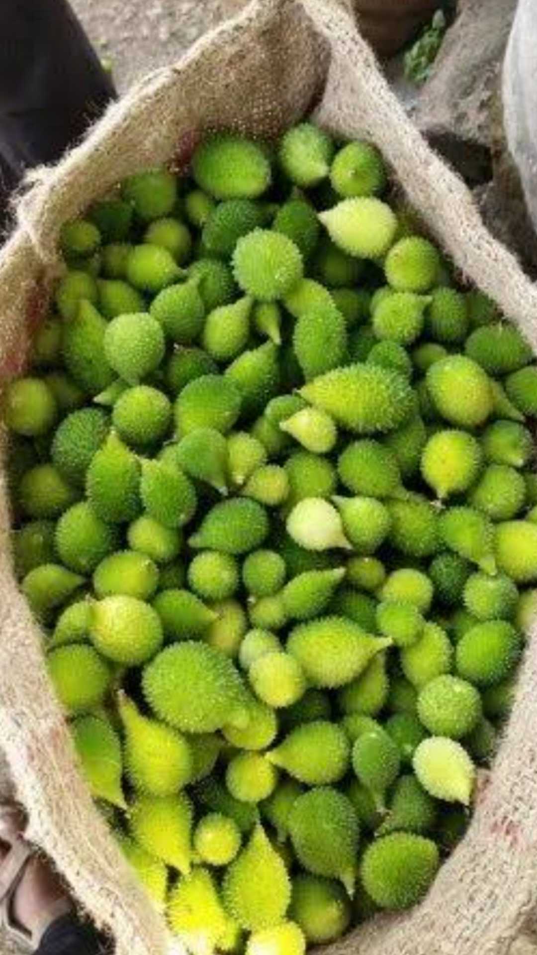 spiny gourd 