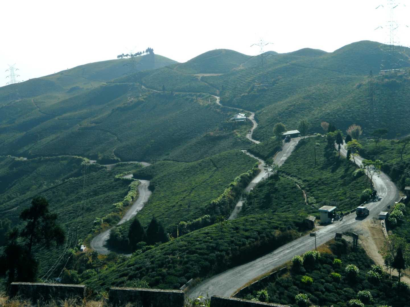 Darjeeling tea garden and road