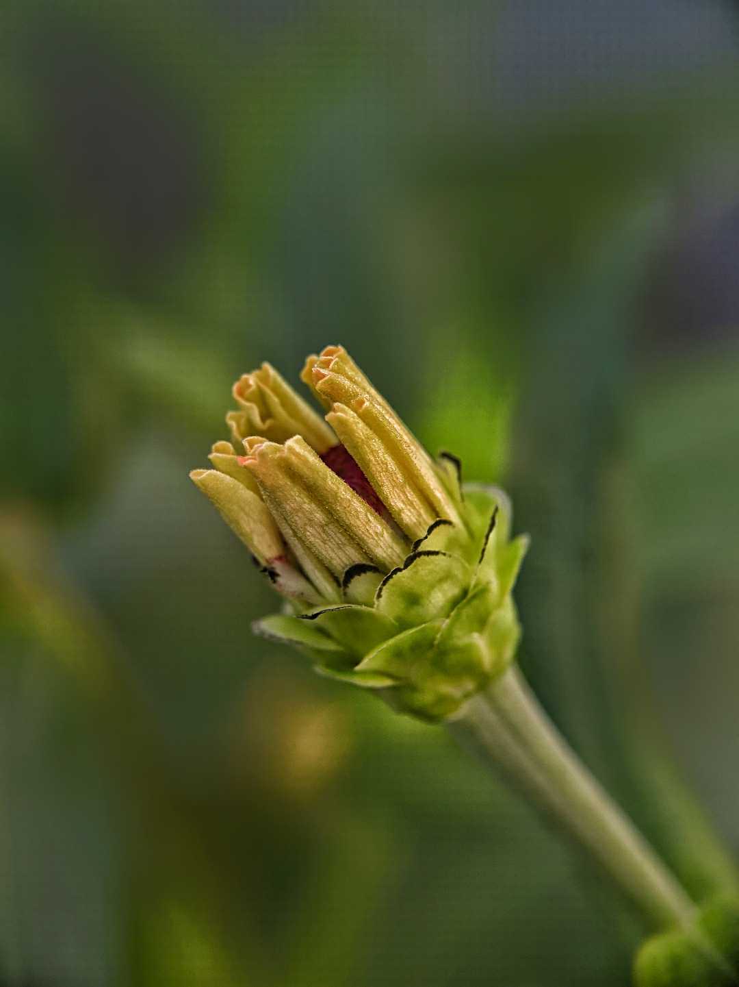 Zinnia flower bud