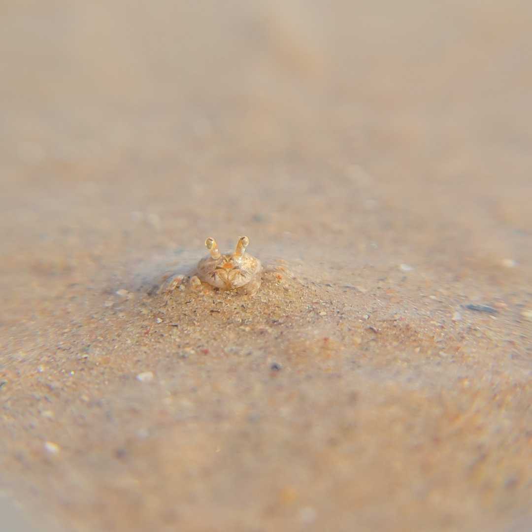 mobile macrophotography