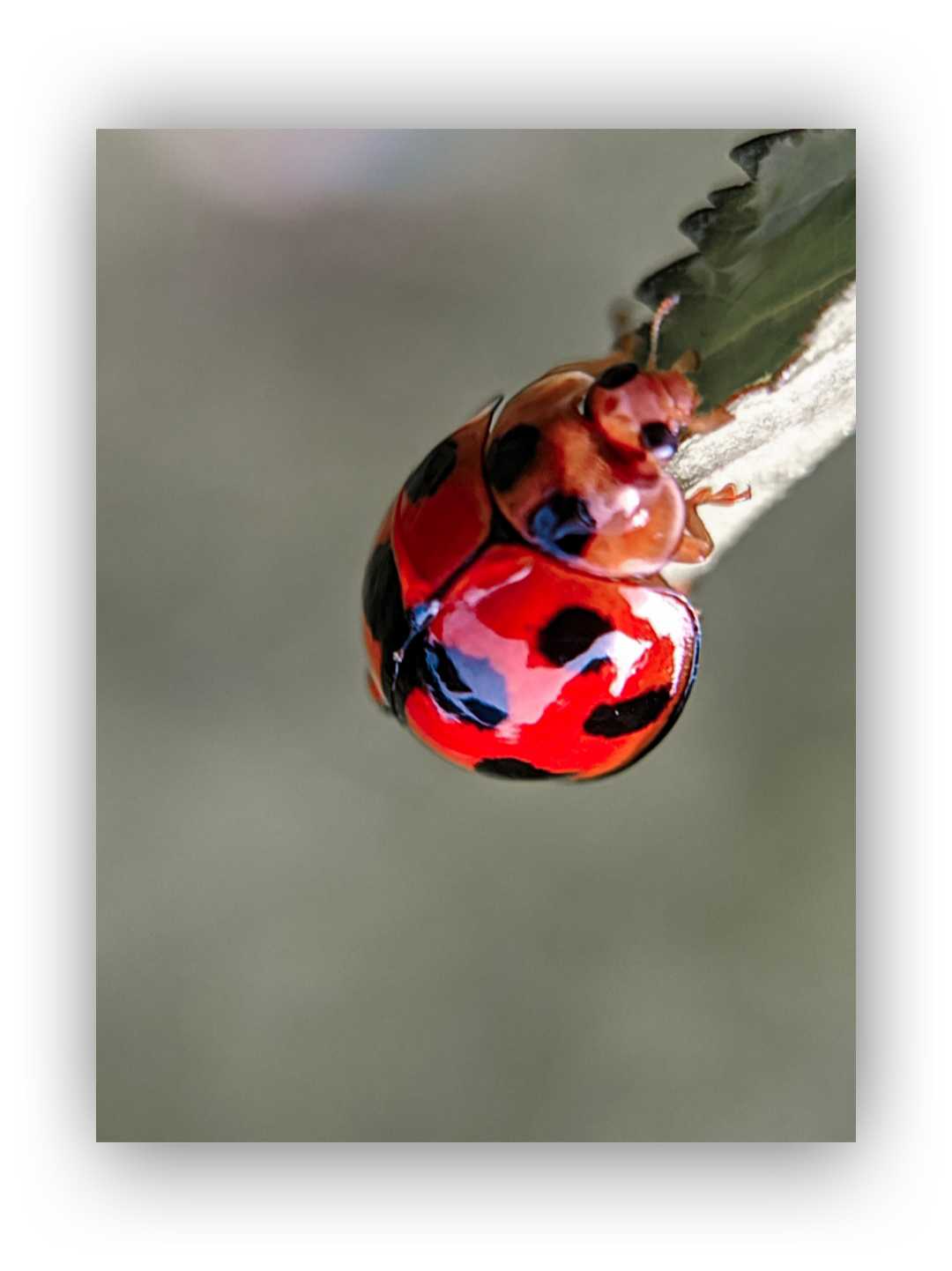 ladybug