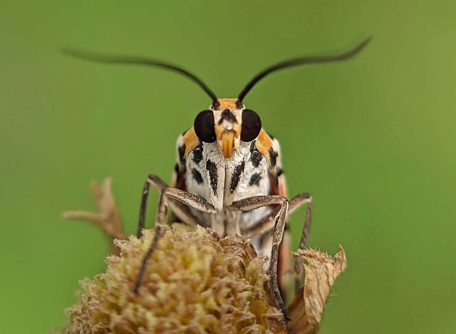 Utetheisa pulchella moth