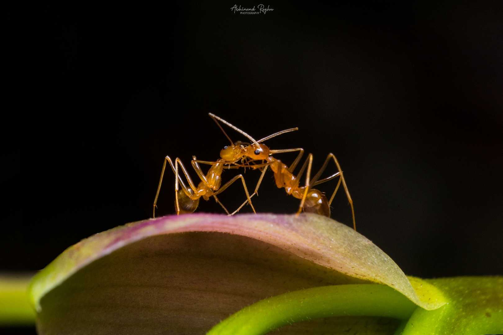 Ants Kissing 🐜❤️